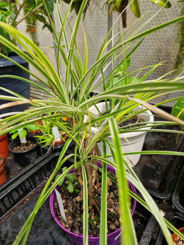 Pandanus pygmaeus variegata
