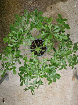 Cussonia spicata