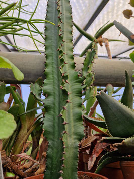 Euphorbia abyssinica