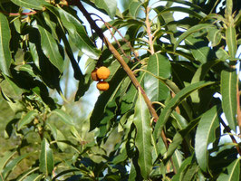 Arbutus canariensis