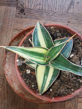 Sansevieria "Blue Leaf" variegata