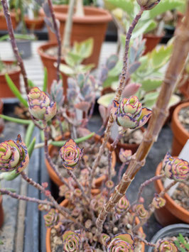 Kalanchoe laxiflora var. violacea