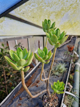 Sedum praealtum