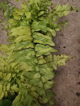 Nephrolepis exaltata "Tiger"