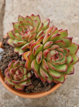 Echeveria "Polaroid Anna"