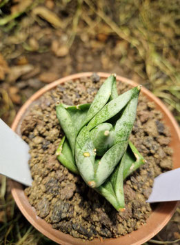 Sansevieria "Tamu Tami"