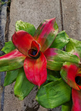 Neoregelia "Medusa"?