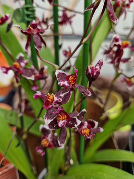 x Wilsonara "Kolibri Black"