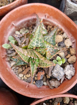 Haworthia venosa ssp. tessellata