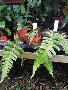 Blechnum occidentale