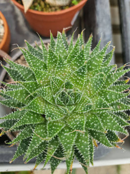 Aloe aristata "Broad Leafs"
