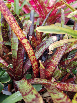 Neoregelia ampullacea "Purple"