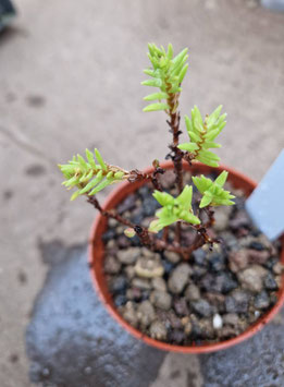 Crassula sarcocaulis