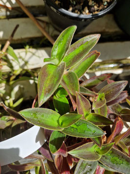 Cyanotis villosa