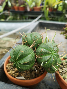 Euphorbia meloformis