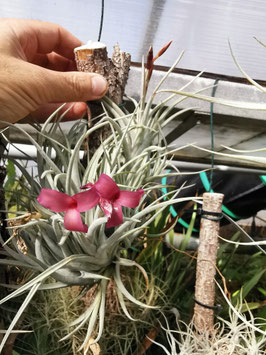 Tillandsia "Beauty of Holm"