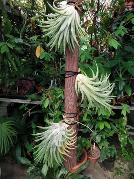 Tillandsia ionantha "Cactus Type"