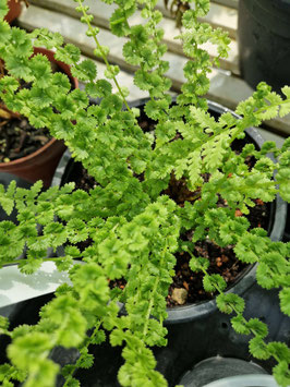 Athyrium filix-femina "Frizelliae"