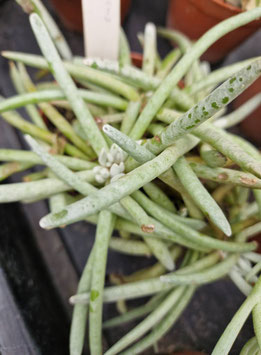 Senecio scaposus