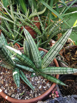 Sansevieria "Fat Man"