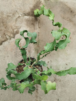 Epicactus "Curly Leafs"