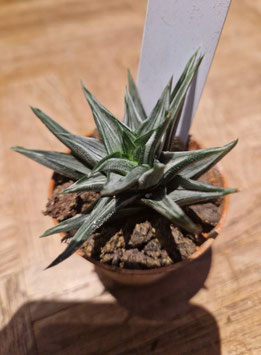 Haworthia tortuosa variegata