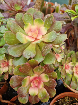 Aeonium "Athena"