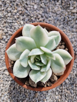 Echeveria "Moon Fairy" variegata