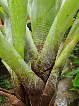 Neoregelia leucophoea