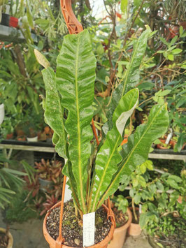 Pyrrosia subfurfuracea "Myanmar"