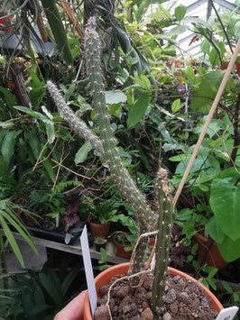 Selenicereus vagans