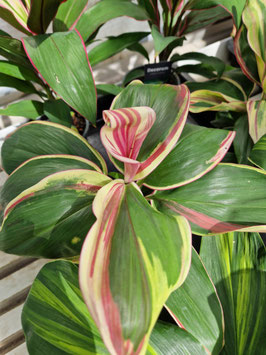 Cordyline fruticosa "Marshmallow Queen"