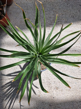 Puya spathacea