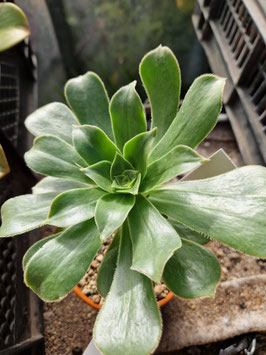 Aeonium balsamiferum