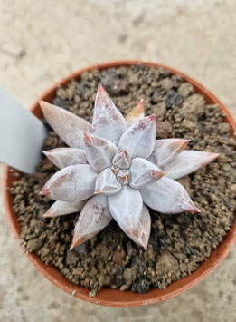 Echeveria tolimanensis