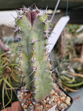 Isolatocereus dumortieri