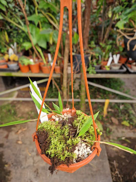 Dockrillia pugioniformis