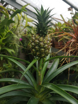 Ananas "Corona"