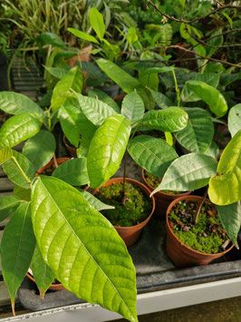Theobroma cacao