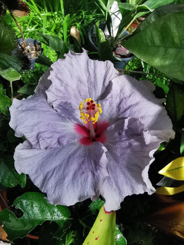 Hibiscus rosa-sinensis "Violett"