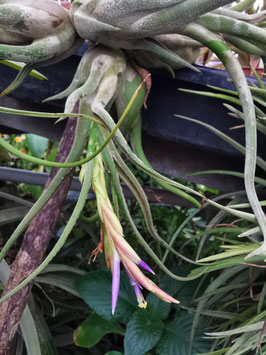 Tillandsia caput-medusae