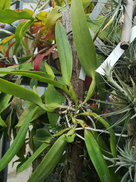 Cattleya trianae var. coerulea
