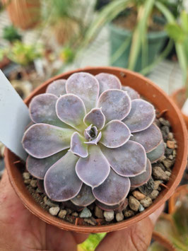 Echeveria diffractens