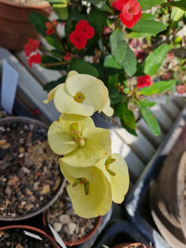 Euphorbia milii "Big Yellow"
