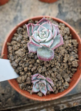 Echeveria "Fairy Queen"