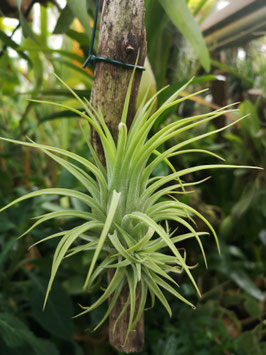 Tillandsia ionantha var. maxima