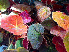 Begonia "Autumn Amber"