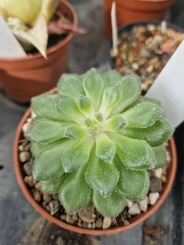 Echeveria "Sugar Coral"