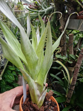 Tillandsia confertiflora