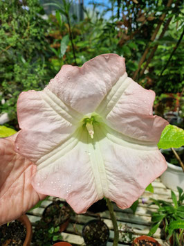 Brugmansia suaveolens "Pink"